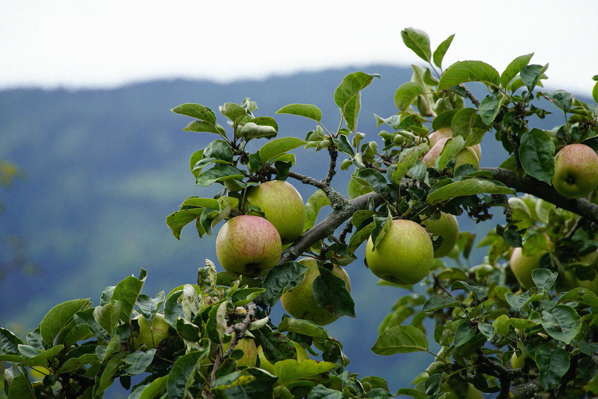 An apple tree