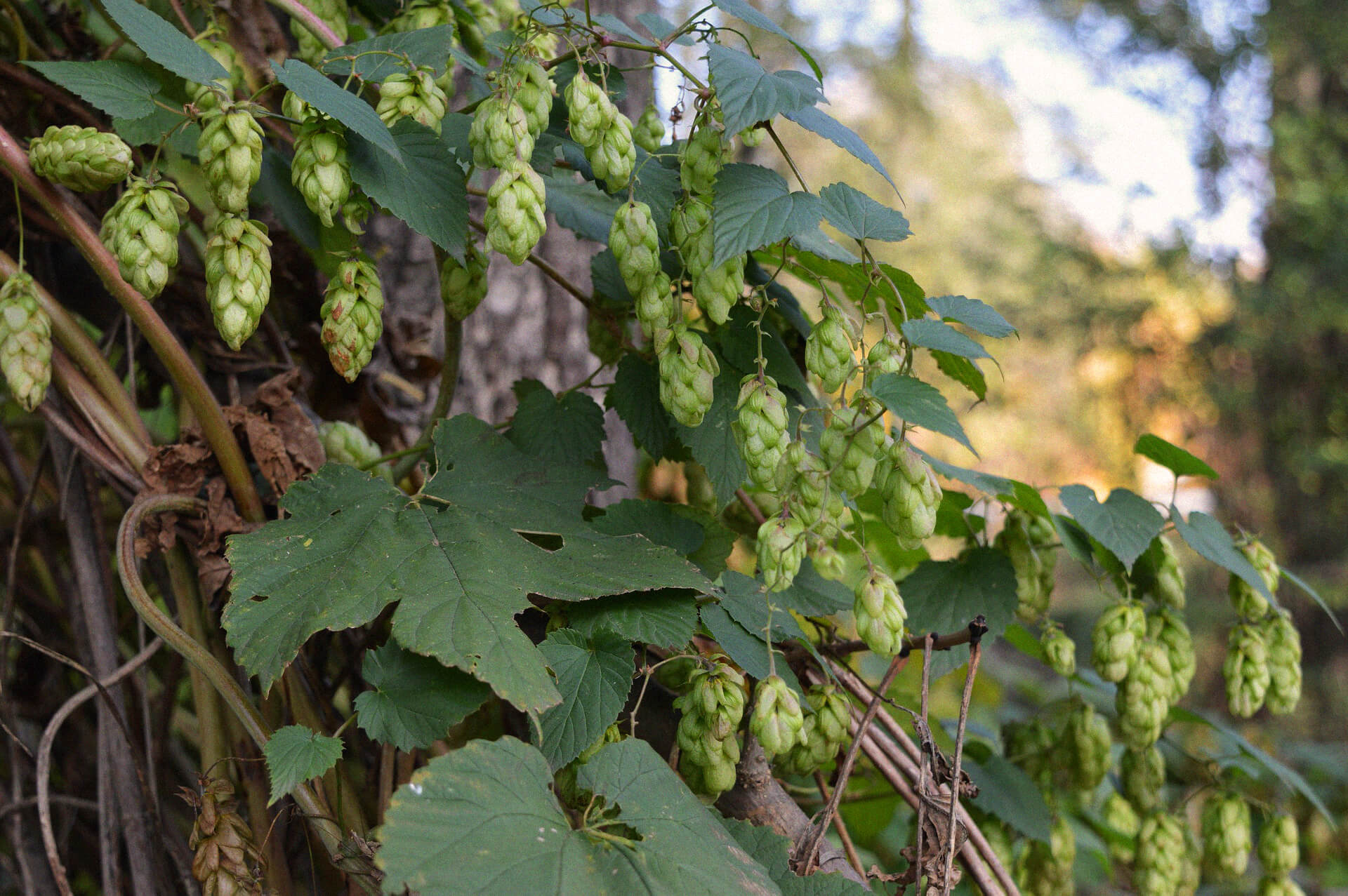A Hop plant
